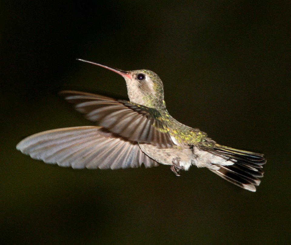 HUMMINGBIRD, BROAD-BILLED (6-18-09) fem, madera cyn -01