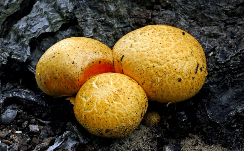 Gymnopilus junonius.( Cortinariaceae)