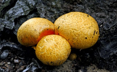 Gymnopilus junonius.( Cortinariaceae) photo