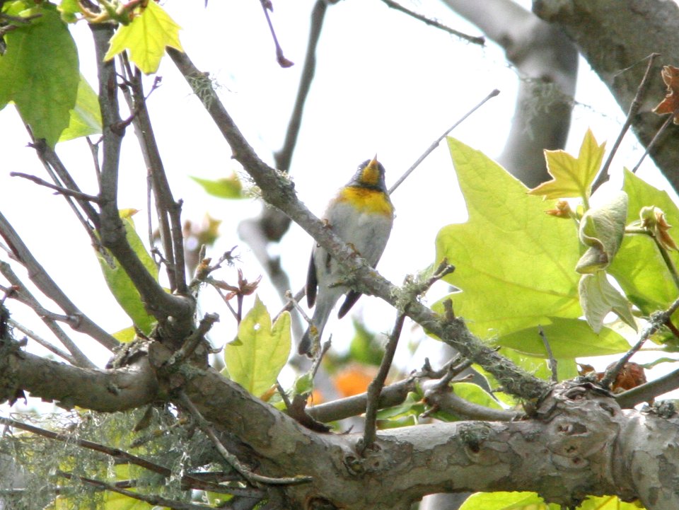 PARULA, NORTHERN (6-3-09) probable adult male, cerro alto c g rd, slo county -03