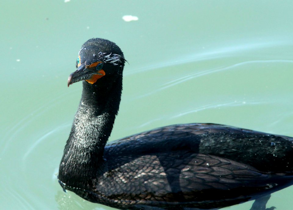 CORMORANT, DOUBLE-CRESTED (3-25-10) morro bay, slo co, ca -03
