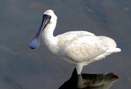 The royal spoonbill (Platalea regia)