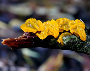 Jelly Fungi photo