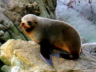 Southern New Zealand Fur Seal. photo