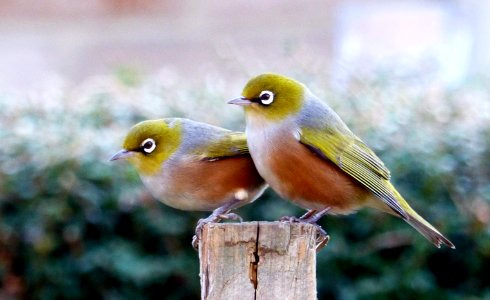 A pair of waxeyes. photo