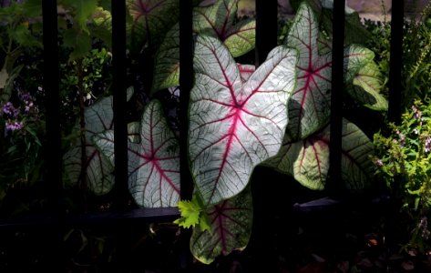 Caladium. photo