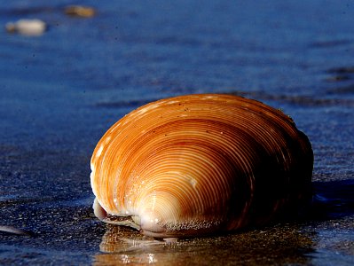 Dosinia anus (ringed venus shell) photo