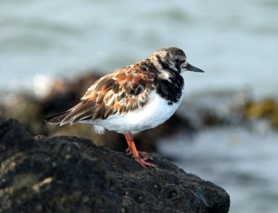 TURNSTONE, RUDDY (3-25-10) estero bluffs, slo co, ca -05