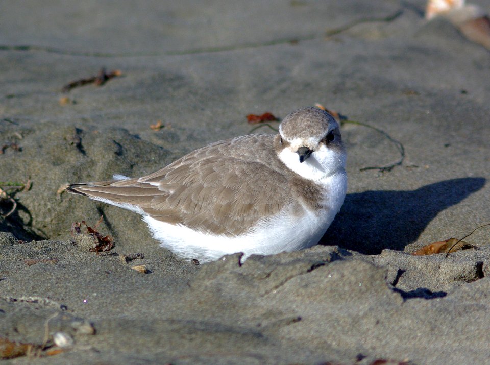 PLOVER, SNOWY (12-21-07) -3