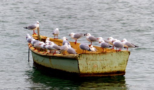 Seagull sailors. photo
