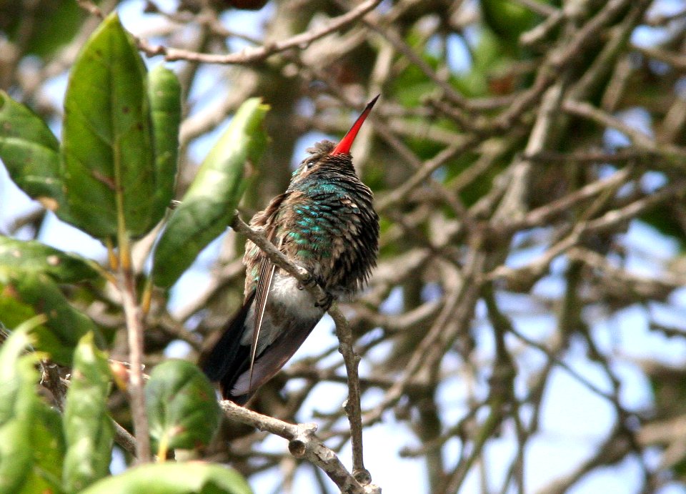 HUMMINGBIRD, BROAD-BILLED (11-02-08) arroyo grande, slo co, ca -01