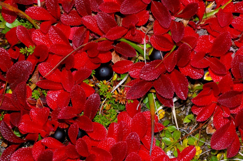 THE BIG ROCK GARDEN
