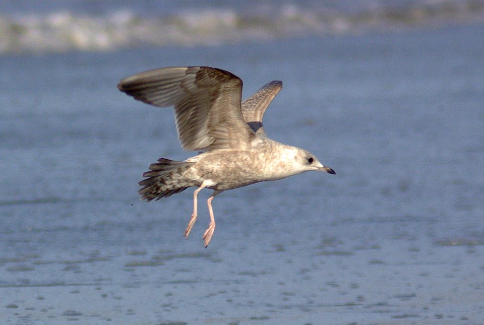 GULL, MEW (12-21-07) -2
