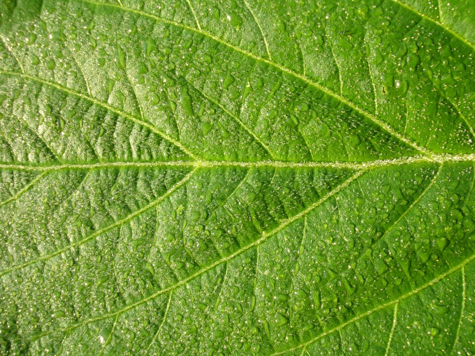 Plants green leaves drops