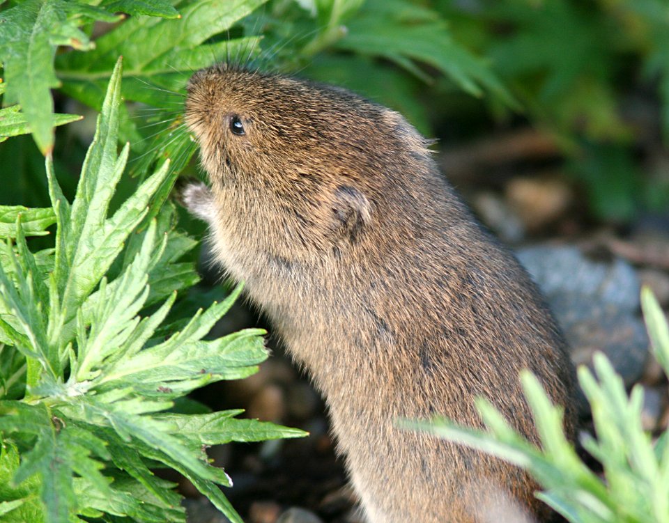 VOLE, TUNDRA (microtus oeconomus) (9-4-08) gambell, ak -2