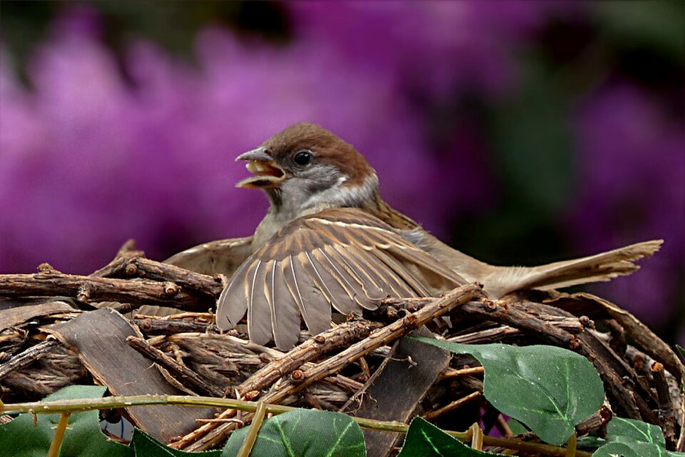 Bird foraging garden