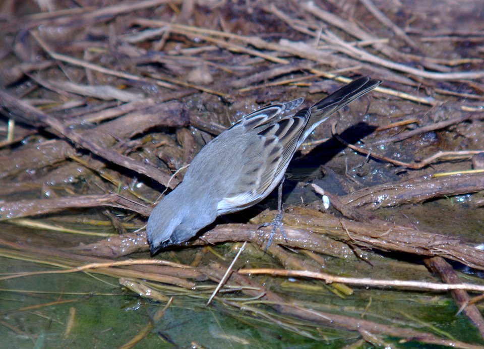 BELL'S SPARROW (canescens?) (10-7-07) Quail Springs, carrizo plain nat mon, slo co, ca -02b