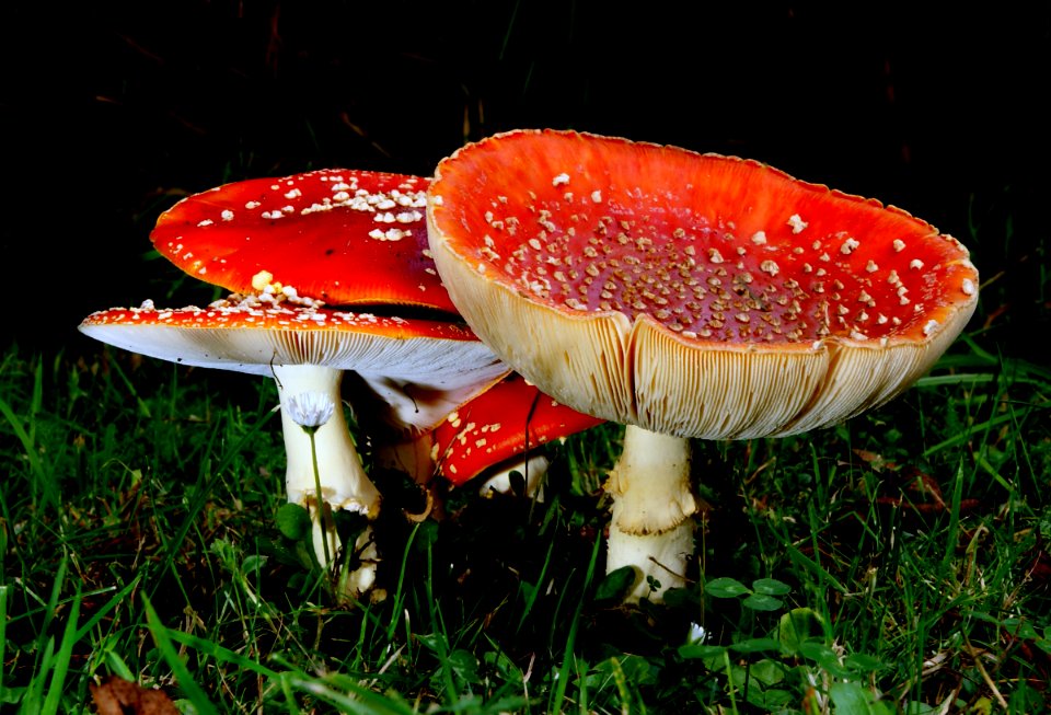 Fly Agaric. photo