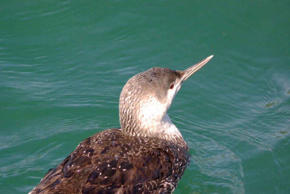 LOON, RED-THROATED (3-23-09) port san luis -10