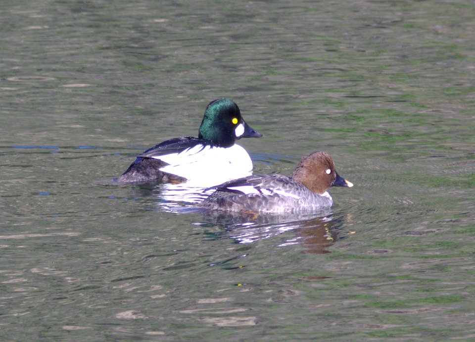 GOLDENEYE, COMMON (3-15-09) bob jones bridge -01