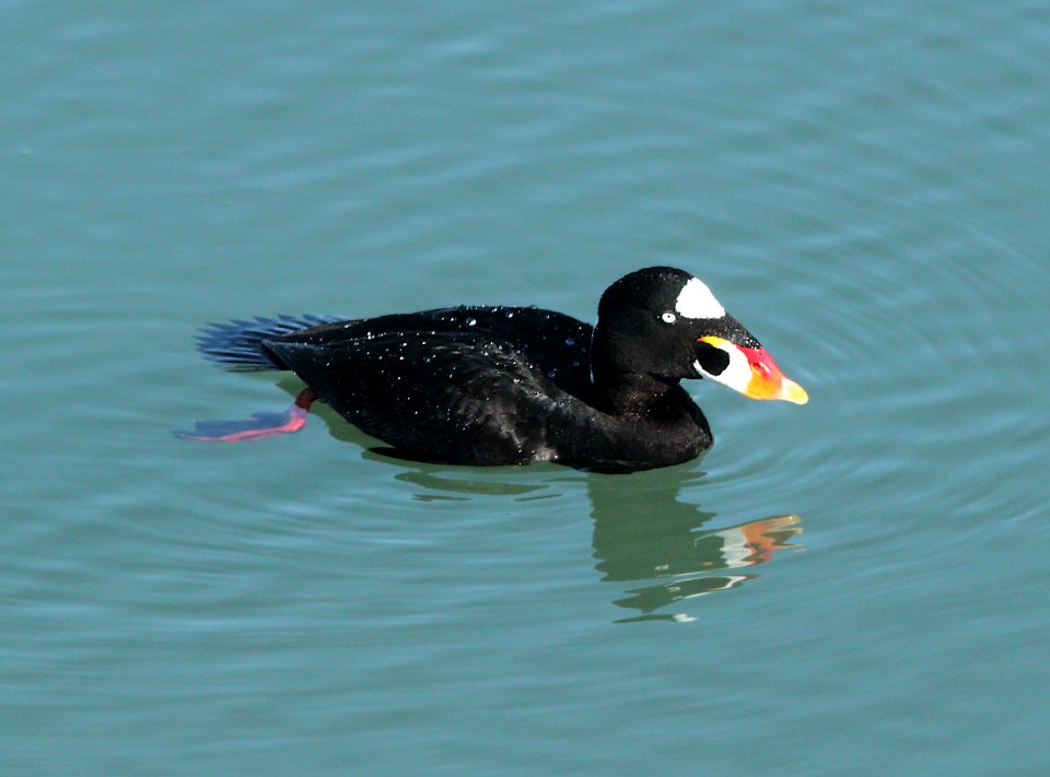 SCOTER, SURF (3-23-10) morro bay, ca -09