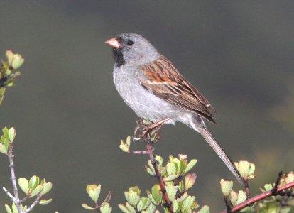 SPARROW, BLACK-CHINNED (6-10-09) tv tower rd -05