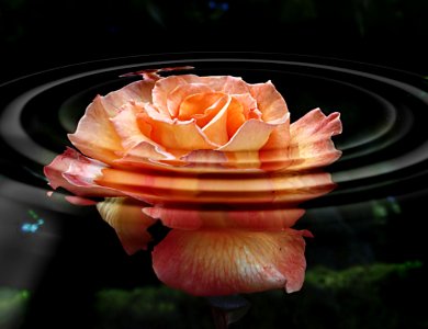 Roses. Water ripples filter.