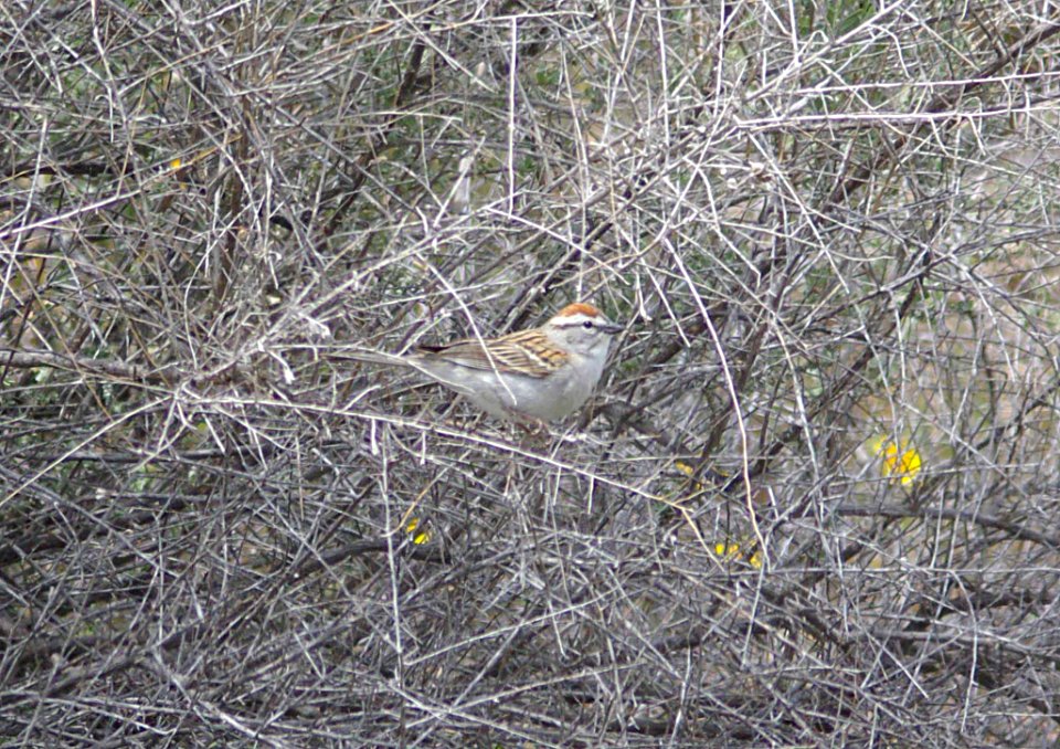 SPARROW, CHIPPING (4-13-09) carrizo -02