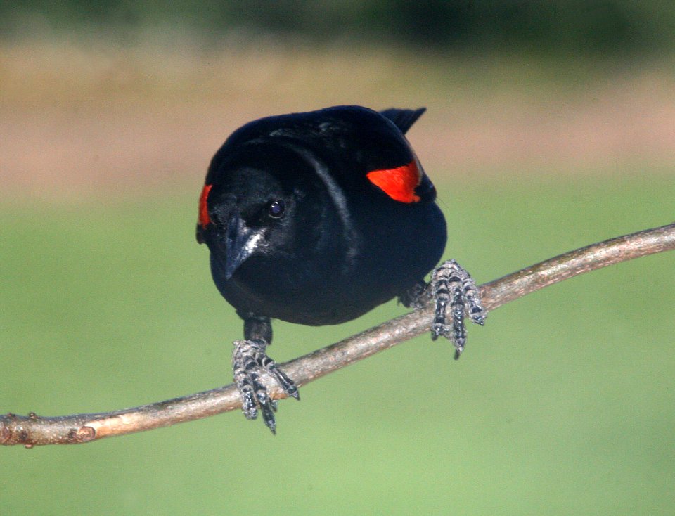 BLACKBIRD, RED-WINGED (5-9-09) canet rd -3