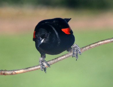 BLACKBIRD, RED-WINGED (5-9-09) canet rd -3