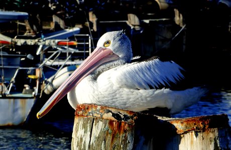 Pelican on a pile. photo