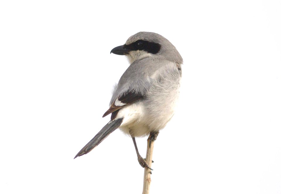 SHRIKE, LOGGERHEAD (4-14-09) carrizo -04