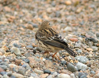 PIPIT, RED-THROATED (9-9-08) Gambell, Ak -2