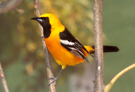ORIOLE, HOODED (4-29-09) canet - 03