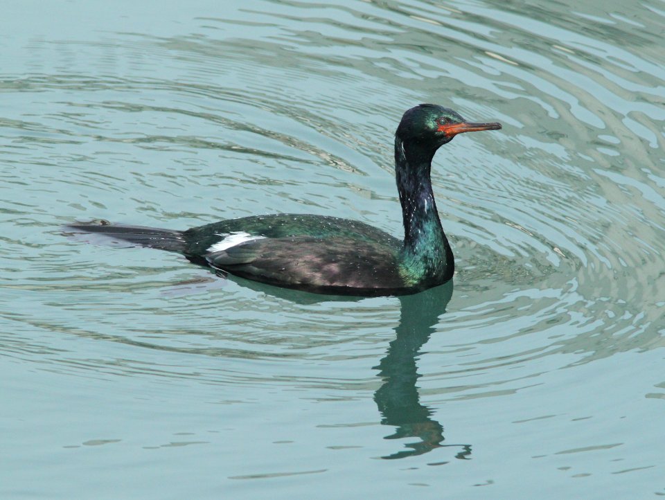 CORMORANT, PELAGIC (1-9-10) morro bay, ca -06