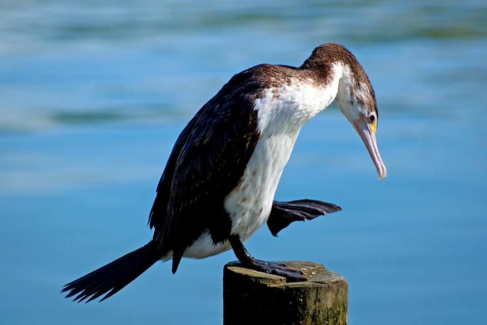 Pied Shag.