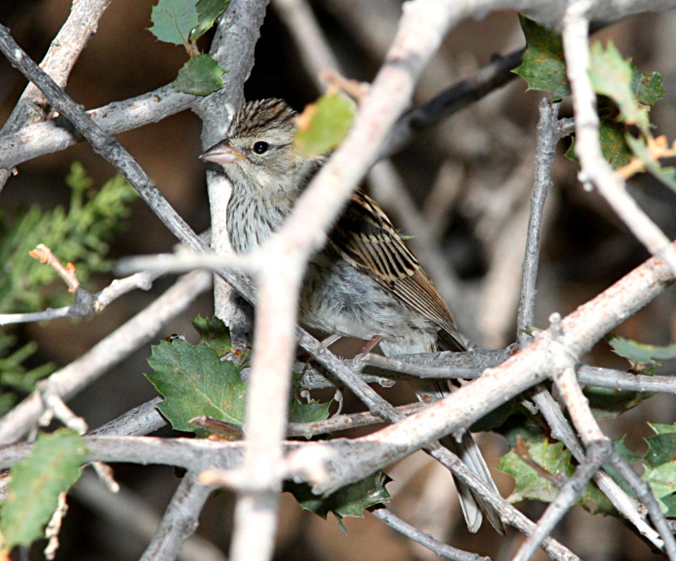 SPARROW, CHIPPING (9-21-09) juv, cottonwood springs, carrizo n m , slo co, ca -03