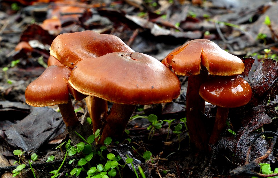 Leratiomyces  ( Redlead Roundhead)