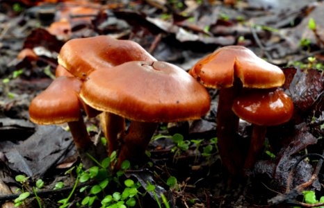 Leratiomyces ( Redlead Roundhead) photo