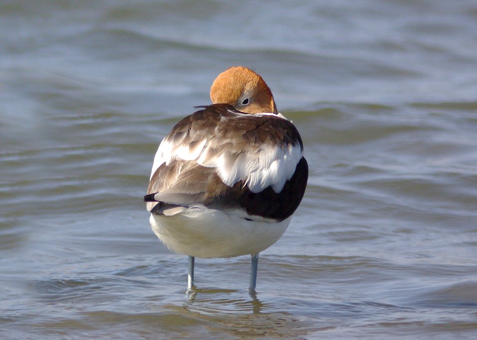 AVOCET, AMERICAN (3-25-09) -08