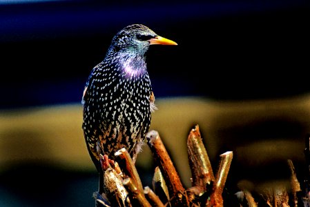 Starling. photo