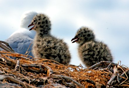 Red billed gull and chicks. (from a hide) photo