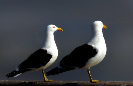 Black backed gulls.(Larus dominicanus,) photo