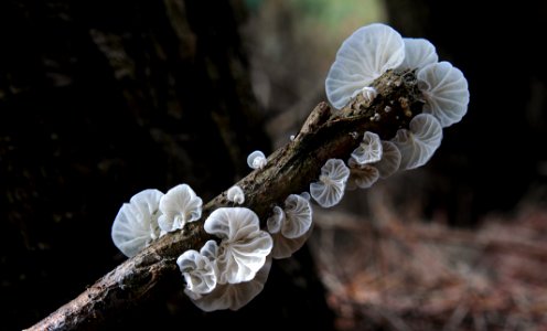 Campanella species.