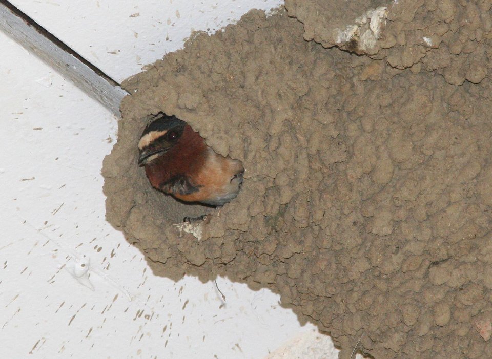 09-044 CLIFF SWALLOW