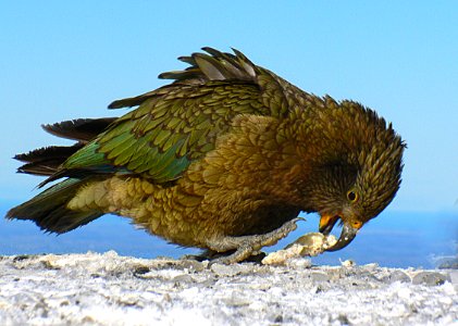 Worlds only Alpine Parrot. Kea NZ. photo