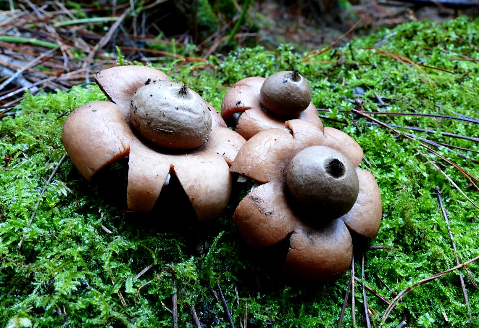 Geastrum saccatum. (earth star) photo