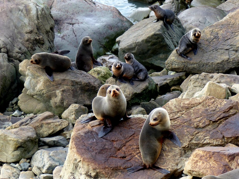 Ohau Point Seal Colony. New Zealand.