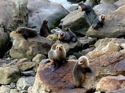 Ohau Point Seal Colony. New Zealand. photo
