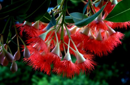 Red Flowering Gum.